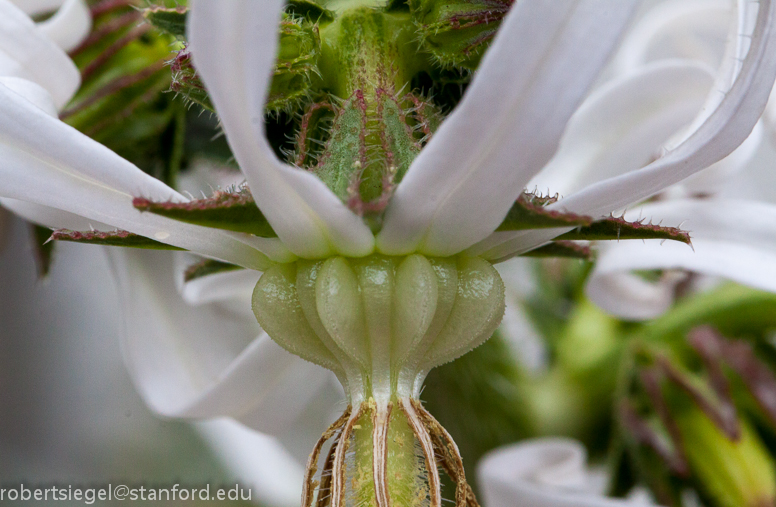 michauxia bellflower